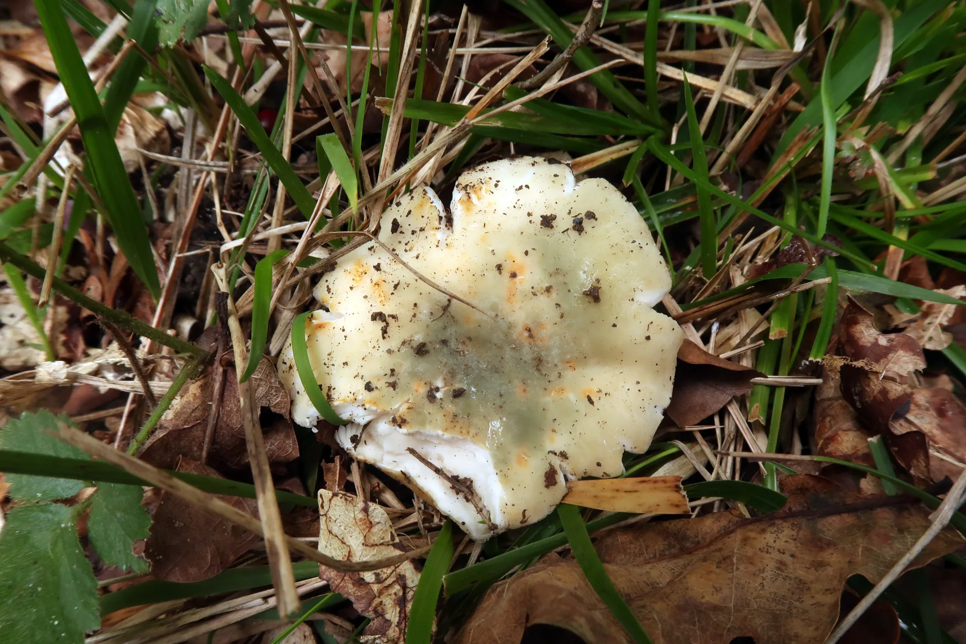 Russula virescens - 1 - IMG_7942
